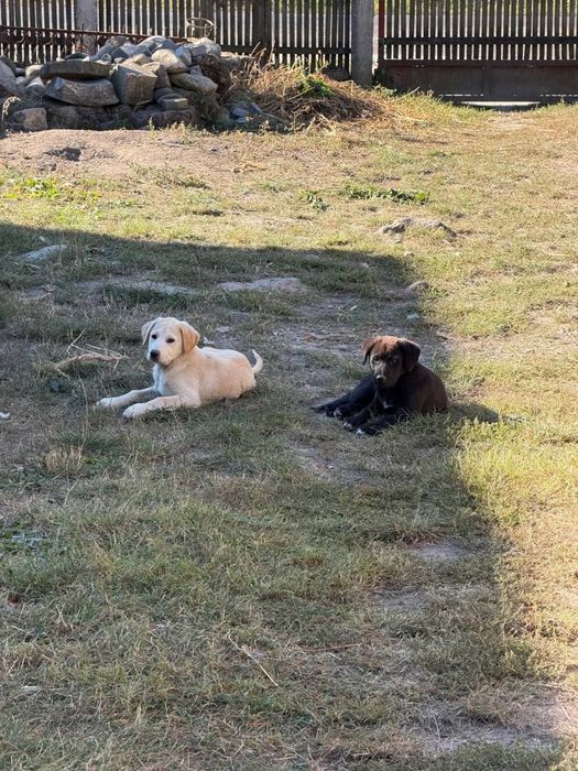 Adopție câini pui talie mare