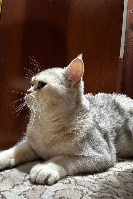 British Shorthair