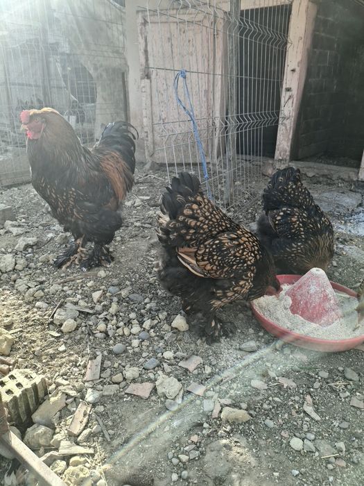 Oua brahma de incubat