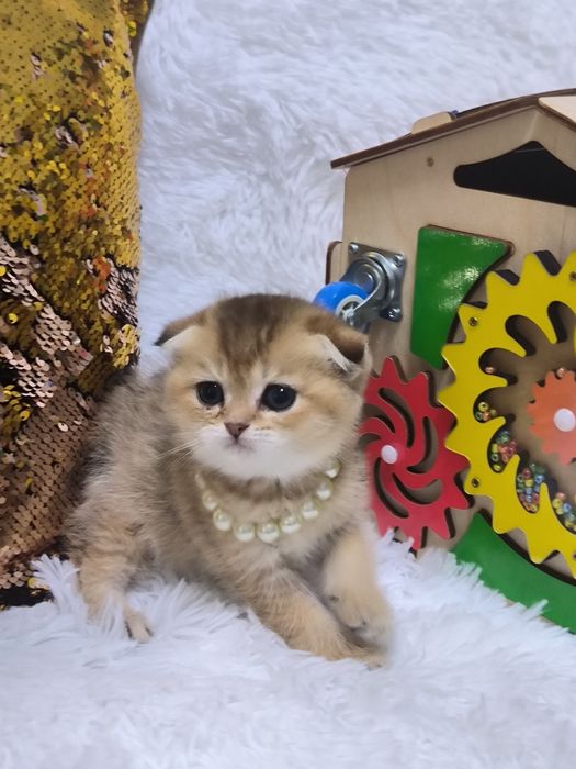 Котята от правильной вязки
