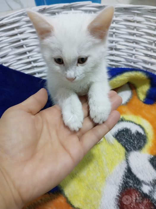 Mushuk bolasi Turk angora juda aqlli va beozor 2.5 oylik rangi oqpoq.