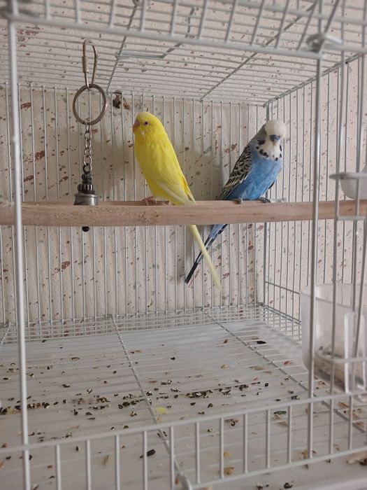 Папугайчики волнистые с клеткой