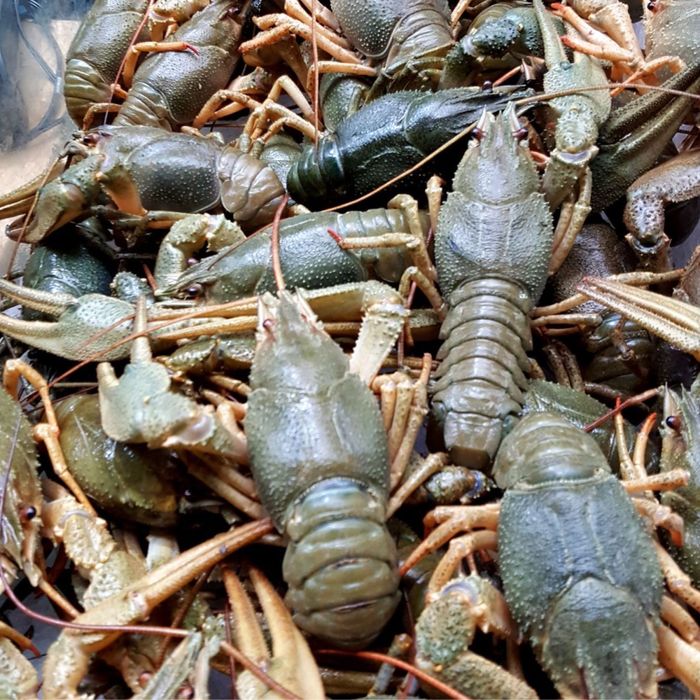 Живые раки в наличии