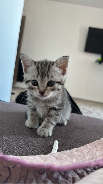 Отдам в добрые руки