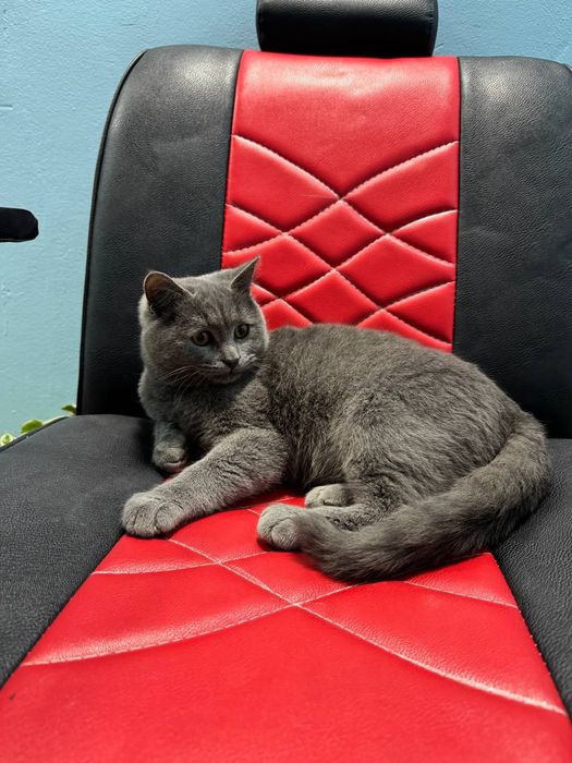 Скот пишак сотувда