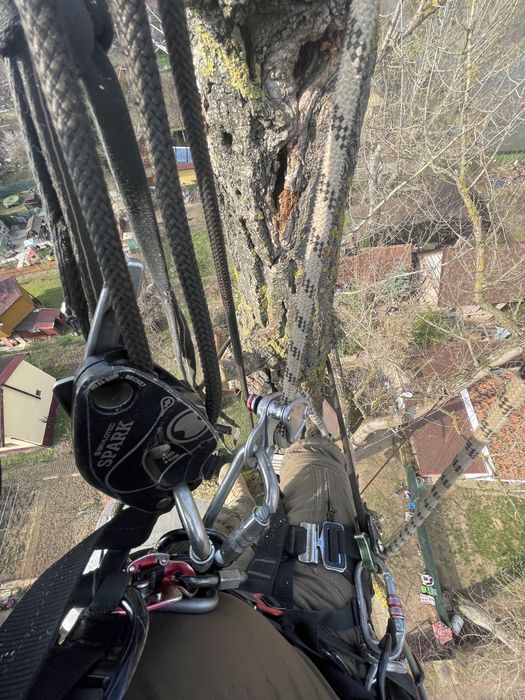 Toaletaje arbori ,livezi si defrisare terenuri impadurite