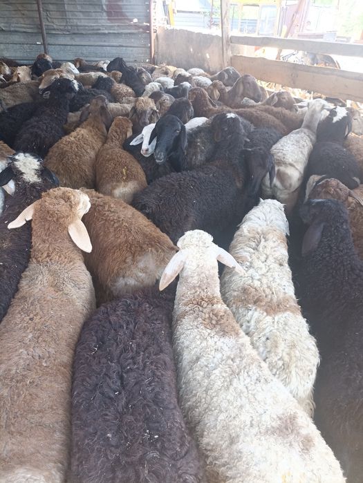 Кой токты бараны