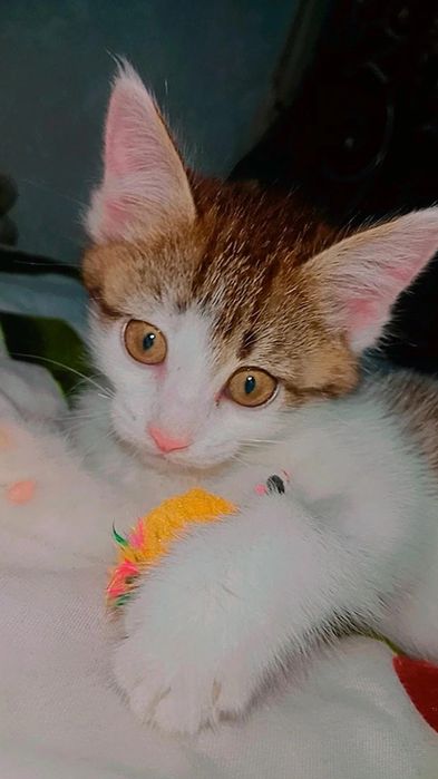 Котята в поисках дома