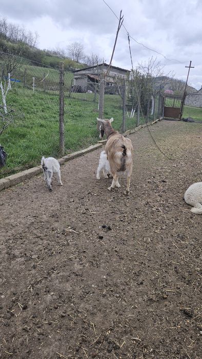 Vând oi și capre Șoimuș.