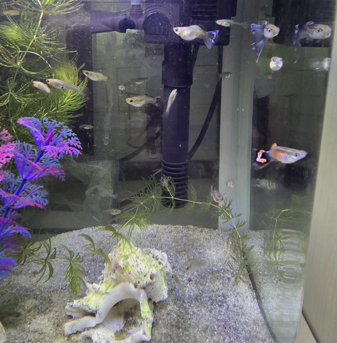 Рыбки для аквариума ГУППИ