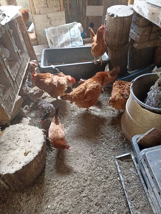 Vînd găinușe Pitice la 45  lei bucata .