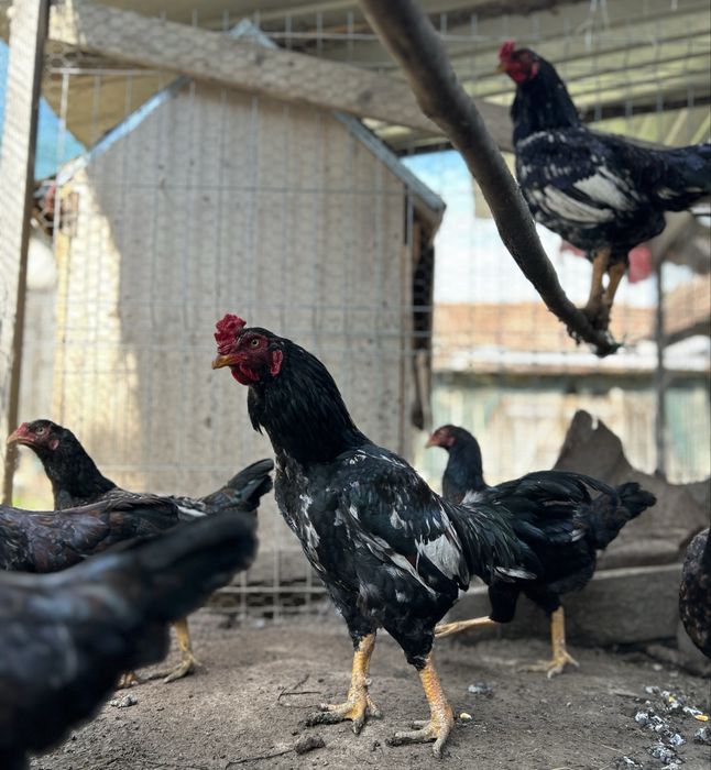 familie combatant indian3+1 .talie mare