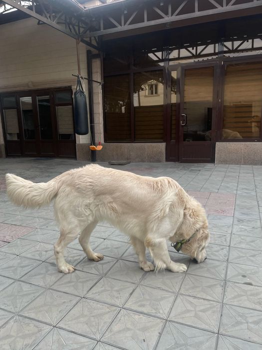 Кобель на вязку.