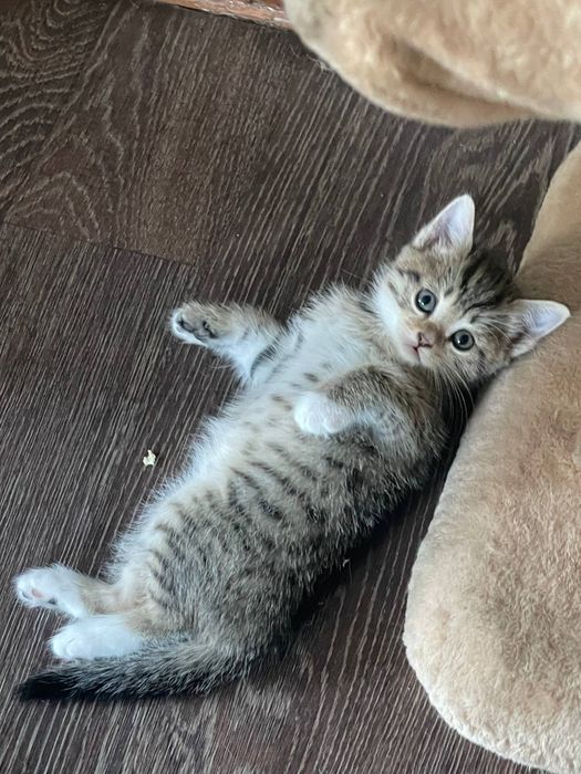 Продам шикарных котят от кошки Шотланкаской породы.