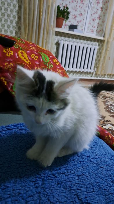 Отдам котят в добрые руки  не породистые  котята  сам привезу Вам