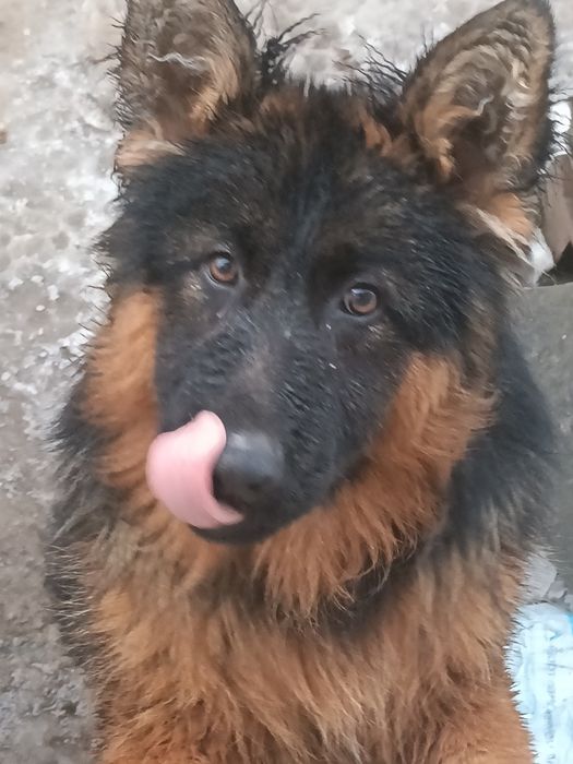 Немецкая овчарка 9 мясецев