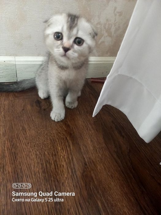 Заголовок: Чистокровный Шотландский вислоухий котенок (Scottish Fold),