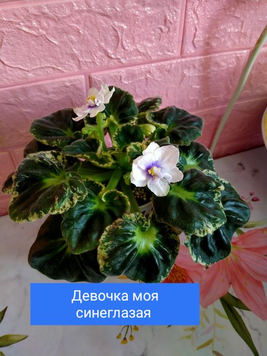 Цветущие фиалочки!!!