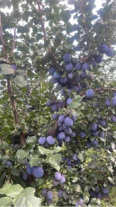 Vand prune de tuica Darjan si alte soiuri!