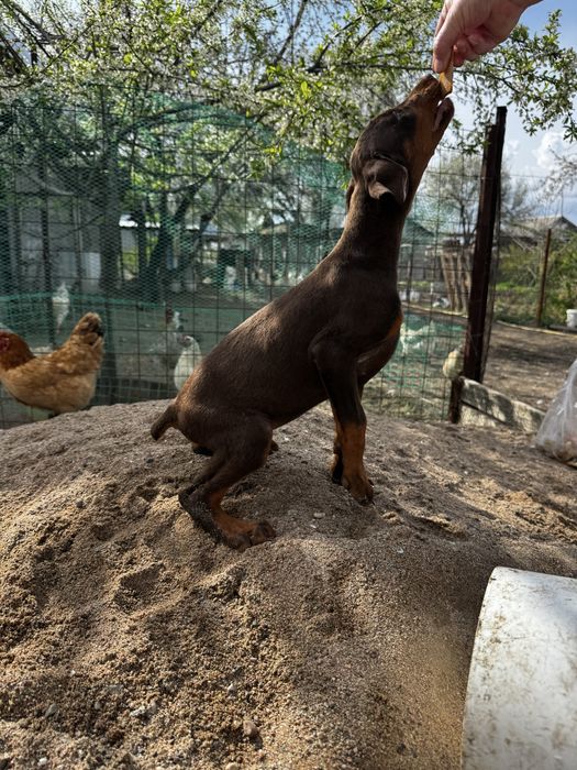 Срочно щенки добермана