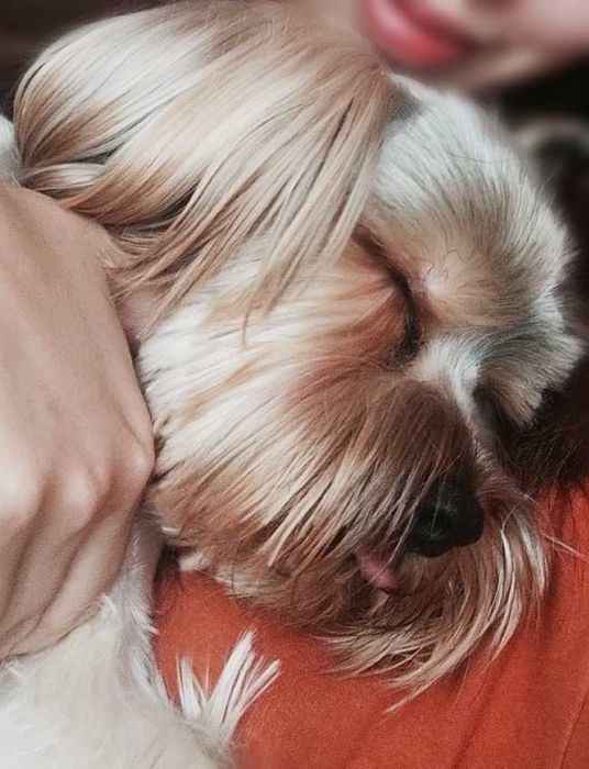 ВЯЗКА! Йоркширский терьер. Брутальный Жан-Поль!!!