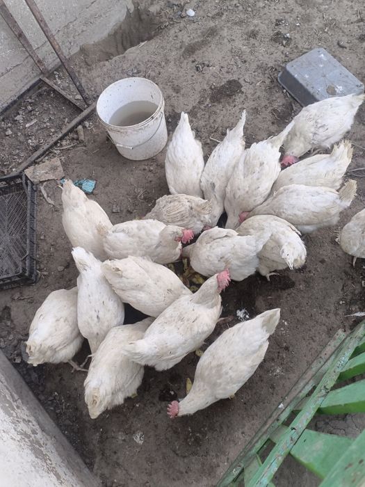 Продам домашних легорнов куры