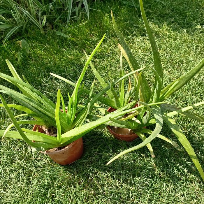 Алоэ вера (Aloe vera) — 25 см