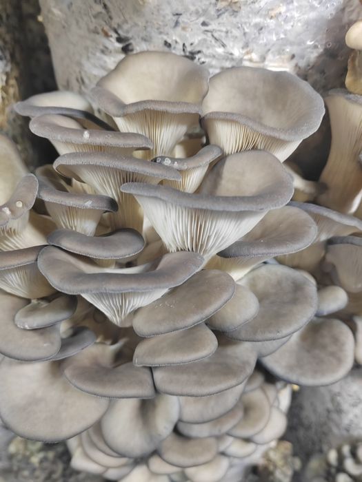 Грибы вешенка свежие