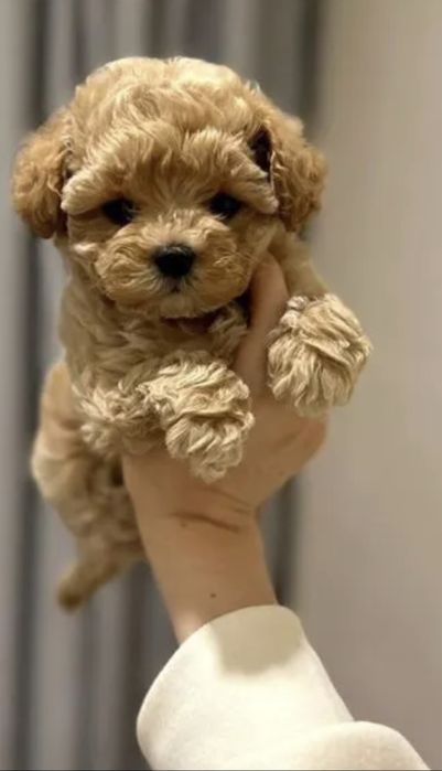 Щенки мальтипу