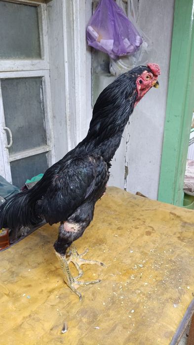 Продам боевого петуха
