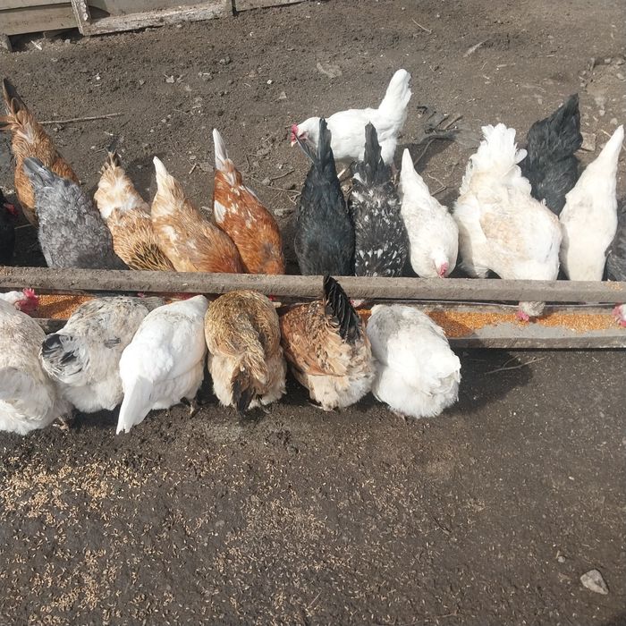 Молодые домашние куры.