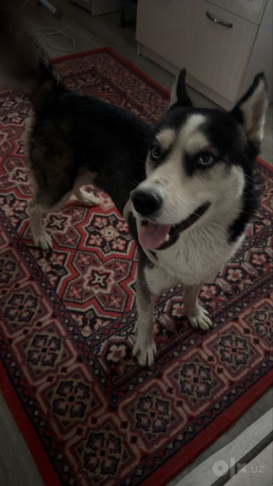 Husky it sotiladi