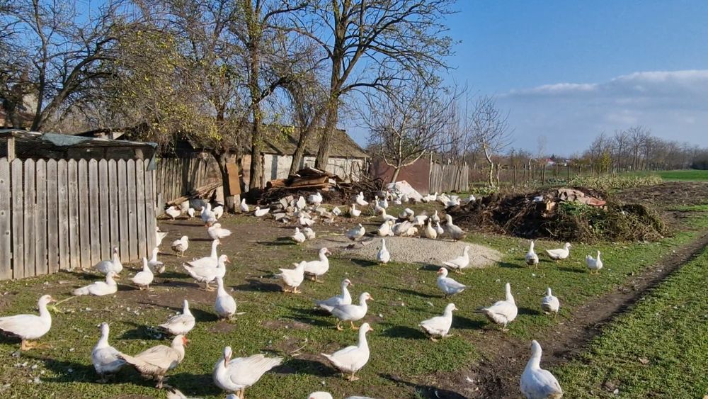 Rate si ratoi de vanzare