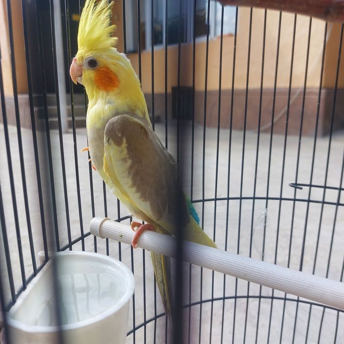 ПОПУГАИ,Клетки , корма