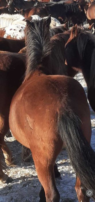 Продам лошадей тайчиков