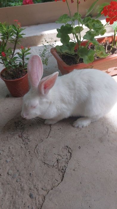 Хикол 3 йарим ойлик самка 2 та  самес 6  та 150 минг дан