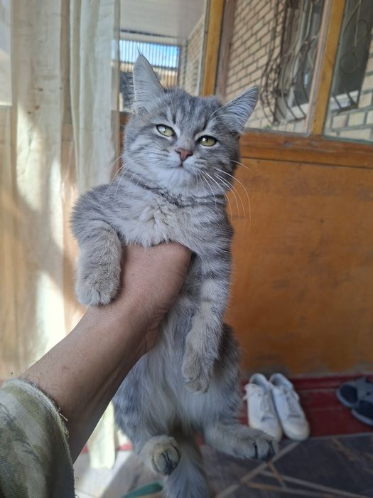 Котёнок в хорошие руки