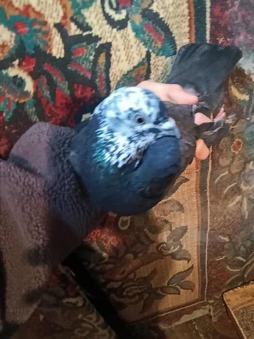 Голубь самецож .