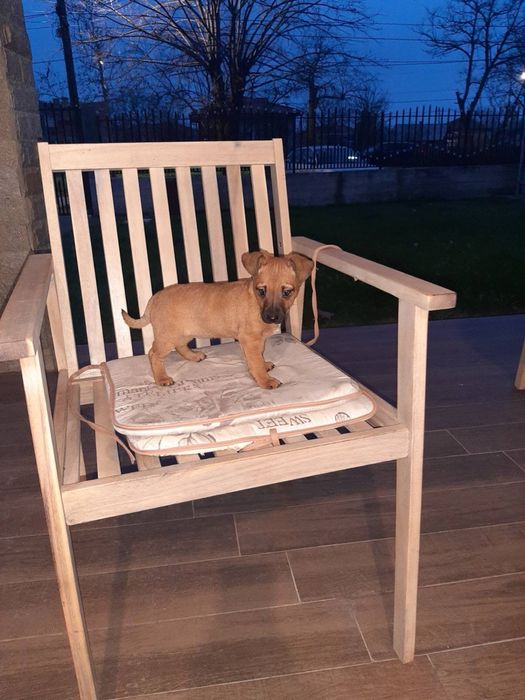 Търси се дом, пълен с любов!