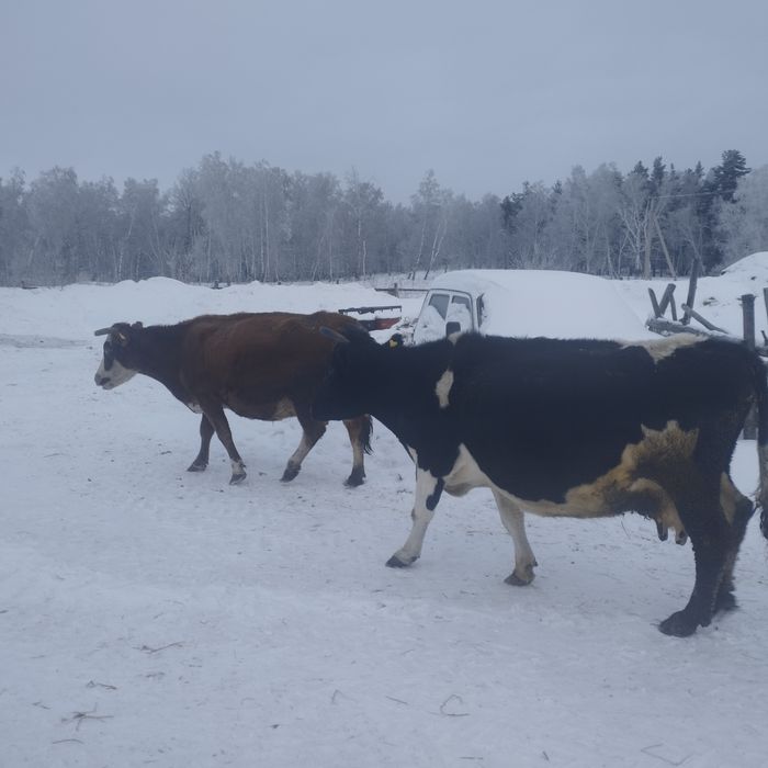 Продажа коров стельных