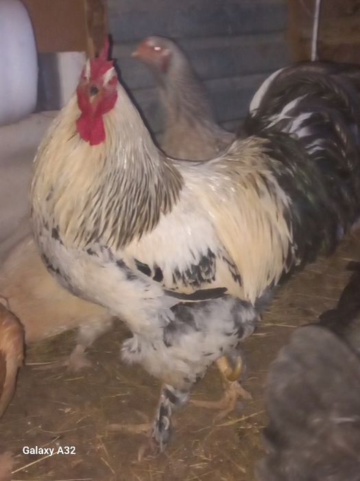 Қораз сатылады бағасын келсеміз жұлдыз тұр