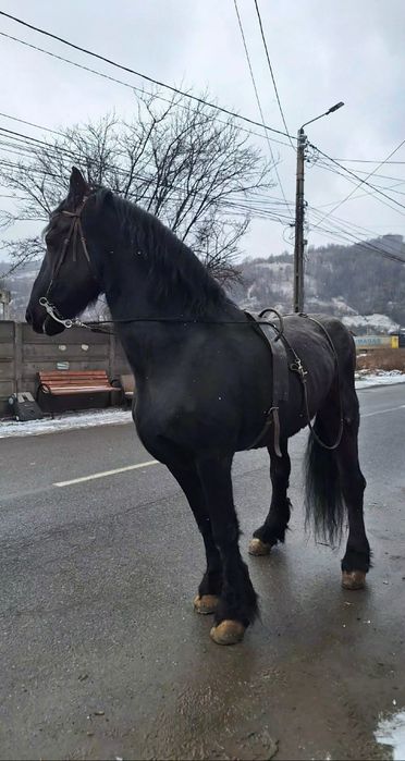 Vând un cal frizian și un ponei cu detalii 0732 907 86