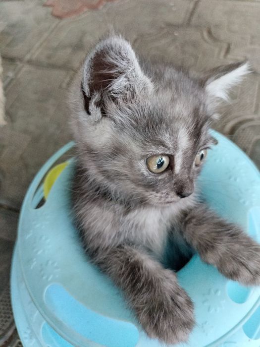 Продам котят скотиш страйт.