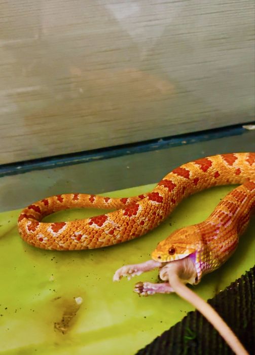 Продается змея маисовый полоз