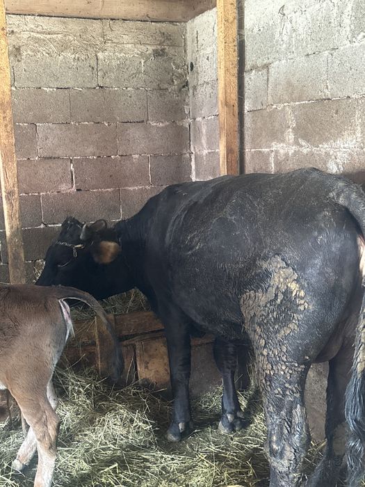 Vand junca cu vitica