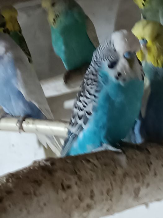 Самец ВВП Чех, возраст семь месяцев