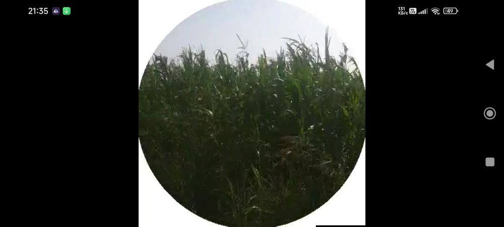 Макка жухори уруги, Makka jo'xori urugʻ'i