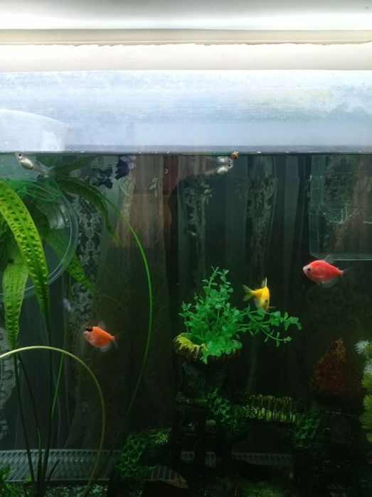 Аквариум 120 л хамма нарсаси ва 13 баликчалари билан