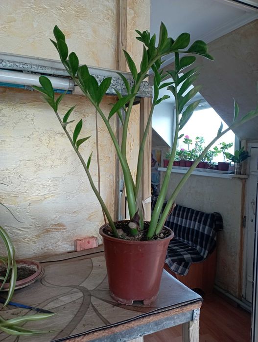 Комнатные растения