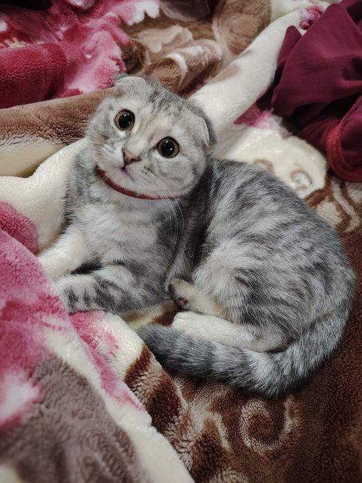 Кошка скоттиш фолд девушка маленькая